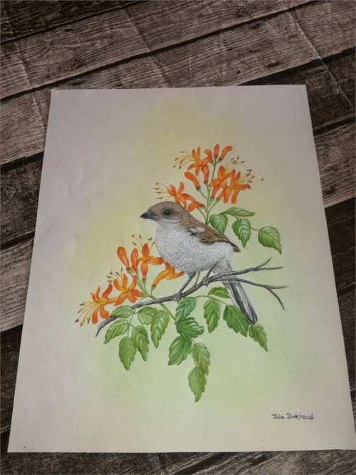 two original art works -  Julia Birkhead and Graeme Arnott