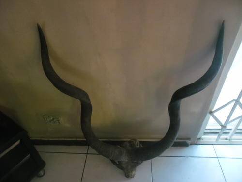 MASSIVE KOEDOE HORN FOR COLLECTION  2