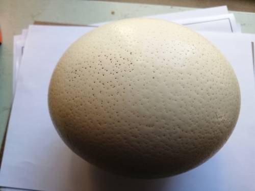 Empty Ostrich Egg (For size displayed on A4 Size paper)