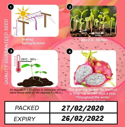 Dragon Fruit Seeds
