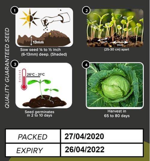 Cabbage Seeds
