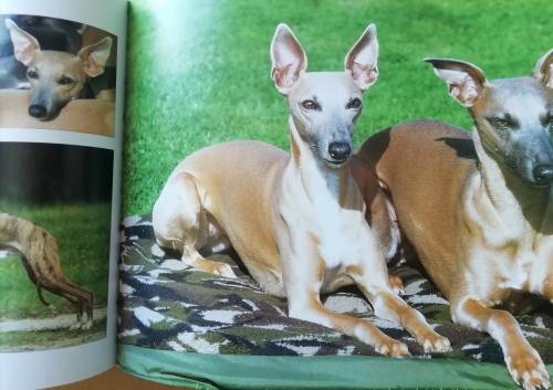 The Ultimate Guide to Dog Breeders / Derek Hall