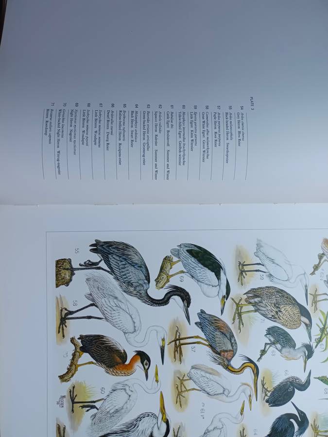 The Paintings of Norman Lighton for Roberts Birds of South Africa / A V Bird