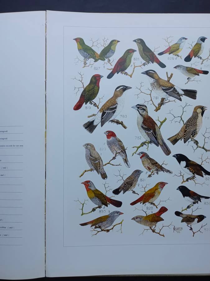 The Paintings of Norman Lighton for Roberts Birds of South Africa / A V Bird
