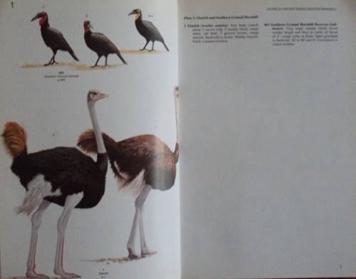 Field Companion to Roberts' Birds of Southern Africa - Gordon Lindsay Maclean