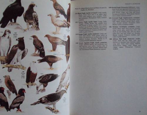 Field Companion to Roberts' Birds of Southern Africa - Gordon Lindsay Maclean