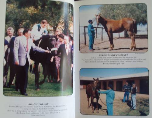 Horse Chestnut- The Story of a Legend