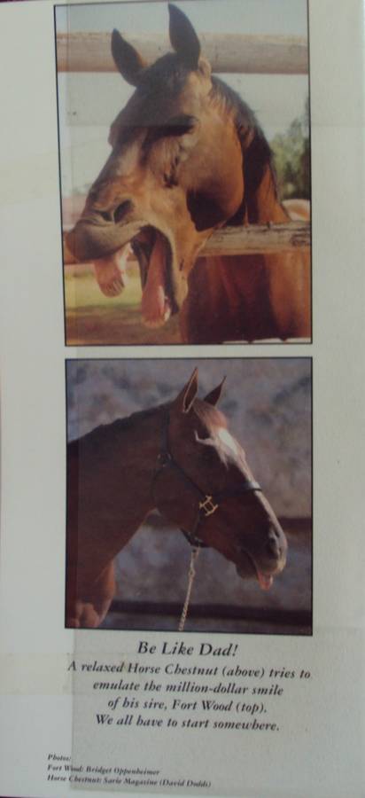 Horse Chestnut- The Story of a Legend