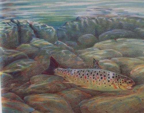 The Wild Trout - The Natural History of an Endangered Fish: Rob Sutterby Malcolm Greenhalgh