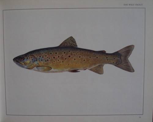 The Wild Trout - The Natural History of an Endangered Fish: Rob Sutterby Malcolm Greenhalgh