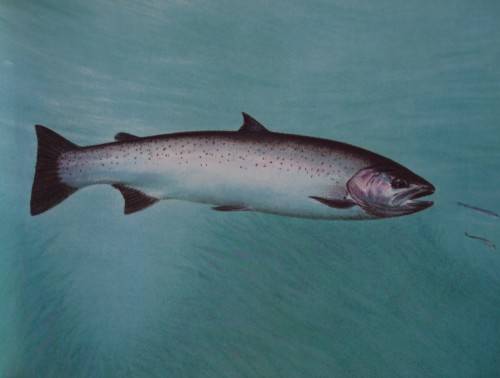 The Wild Trout - The Natural History of an Endangered Fish: Rob Sutterby Malcolm Greenhalgh