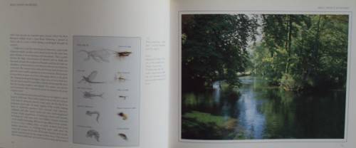 The Wild Trout - The Natural History of an Endangered Fish: Rob Sutterby Malcolm Greenhalgh