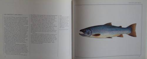 The Wild Trout - The Natural History of an Endangered Fish: Rob Sutterby Malcolm Greenhalgh