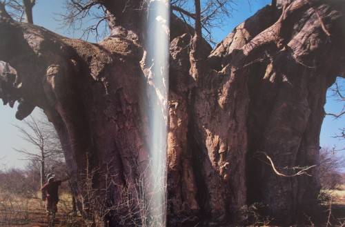 In Search of Remarkable Tress On Safari in Southern Africa Thomas Packenham