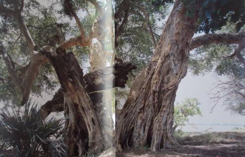 In Search of Remarkable Tress On Safari in Southern Africa Thomas Packenham