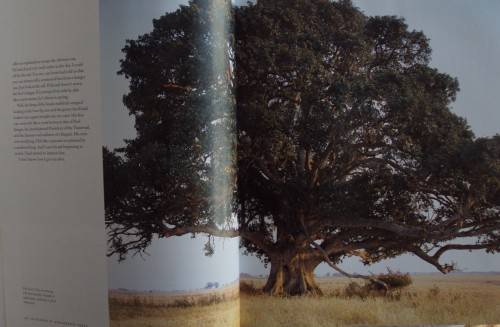 In Search of Remarkable Tress On Safari in Southern Africa Thomas Packenham