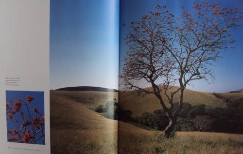 In Search of Remarkable Tress On Safari in Southern Africa Thomas Packenham