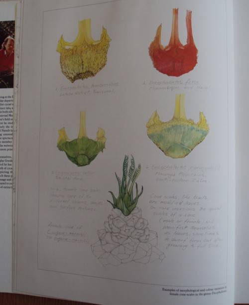 Cycads  of Africa Douglas Goode