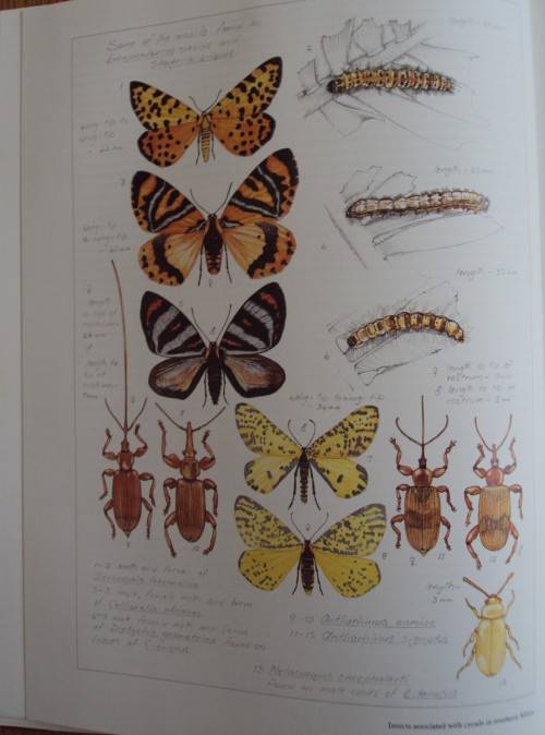 Cycads  of Africa Douglas Goode