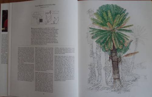 Cycads  of Africa Douglas Goode