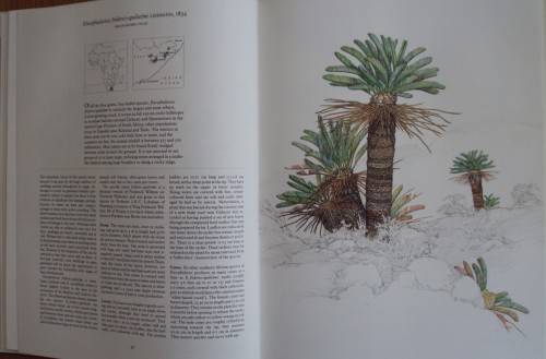Cycads  of Africa Douglas Goode