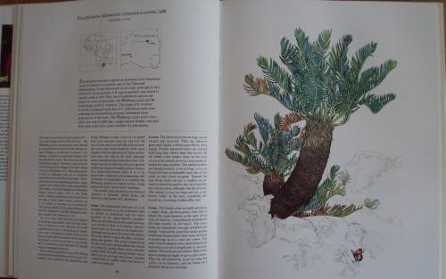 Cycads  of Africa Douglas Goode