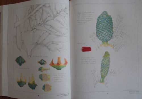 Cycads  of Africa Douglas Goode
