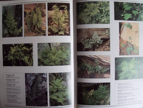 Southern African Ferns And Fern Allies J  E Burrows Illustrations by S M Burrows