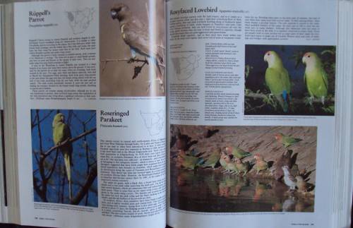 Complete Book of Southern African Birds P J Ginn W G McIlleron P le Milsteinn (Illustrated boxed)