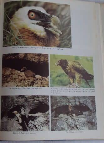 Barrier of Spears Drama of the Drakensberg R O Pearse