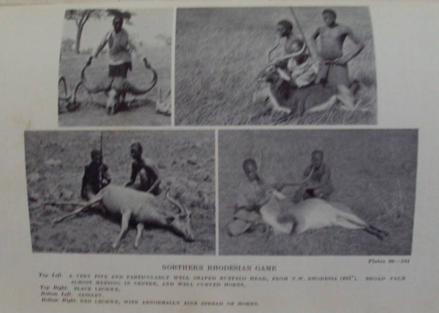 Big Game Shooting in Africa  Major H C Maydon  Editor.