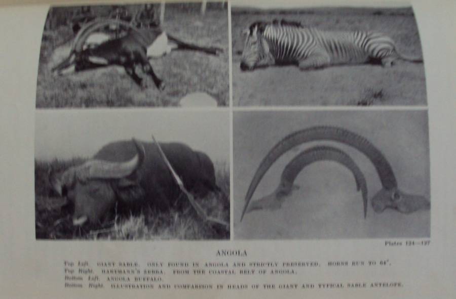 Big Game Shooting in Africa  Major H C Maydon  Editor.