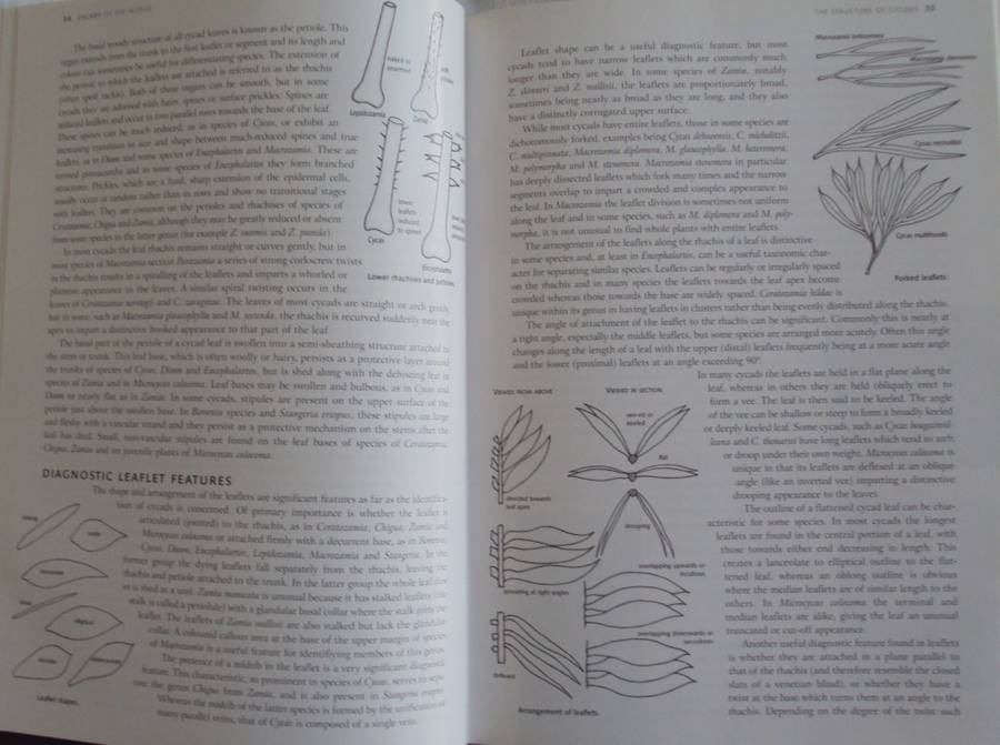 Cycads of the World Ancient Plants in Todays World David L Jones