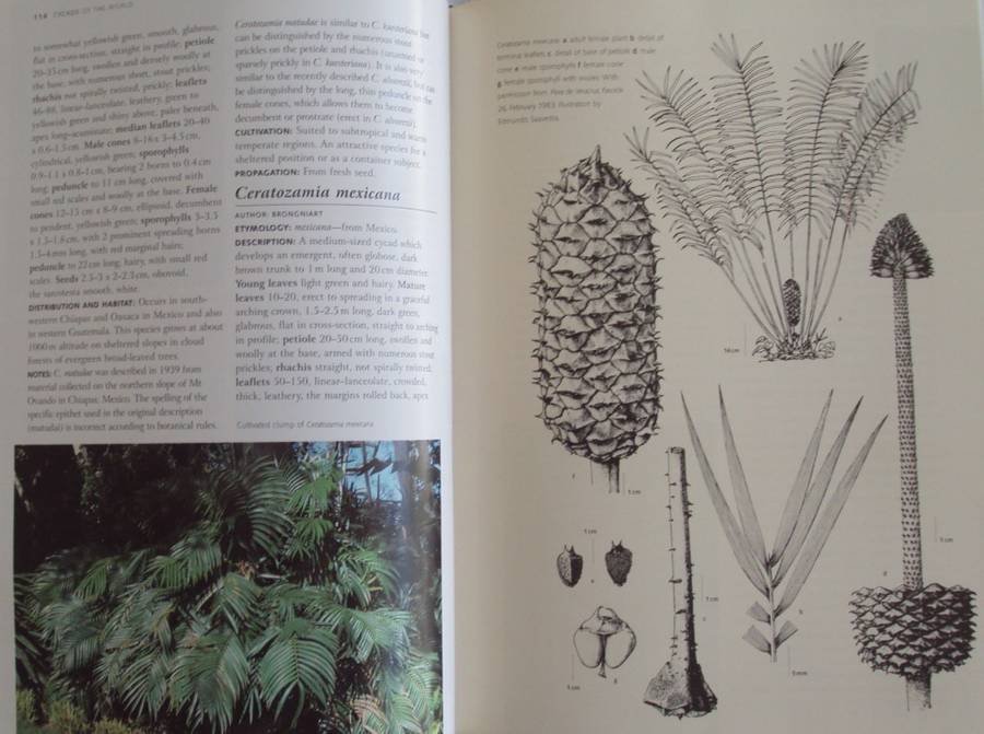 Cycads of the World Ancient Plants in Todays World David L Jones