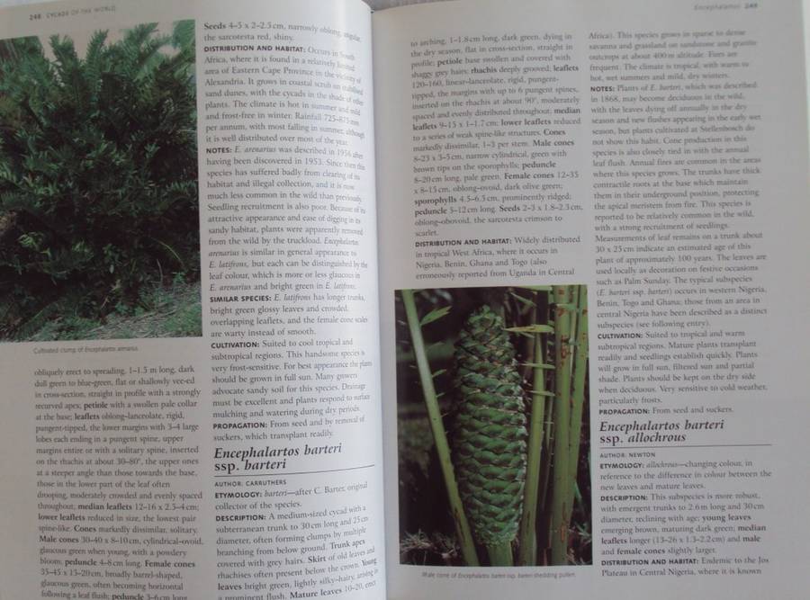 Cycads of the World Ancient Plants in Todays World David L Jones