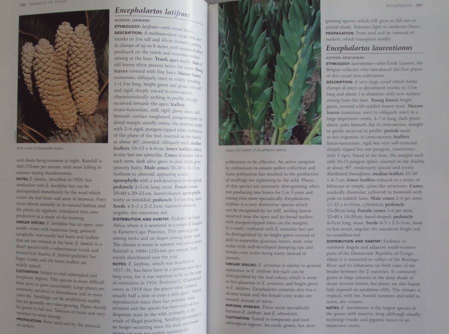Cycads of the World Ancient Plants in Todays World David L Jones
