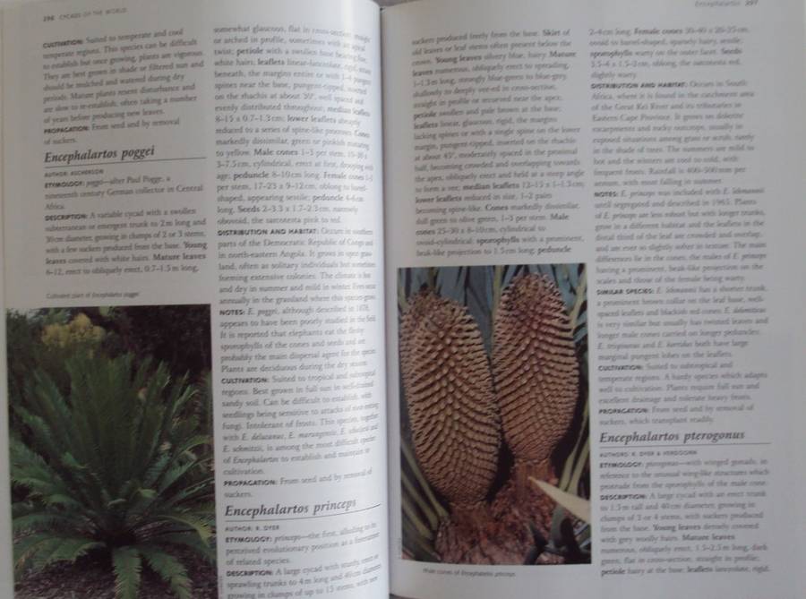 Cycads of the World Ancient Plants in Todays World David L Jones