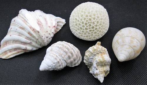 Lot of 5 Sea Shells: Biggest +/- 13,5cm/10cm/5cm, Smallest +/- 6,5cm/4cm/3,5cm