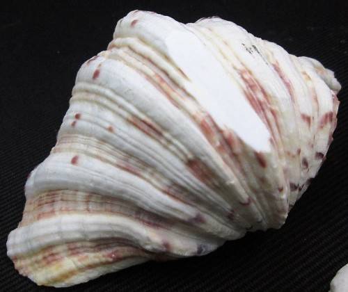 Lot of 5 Sea Shells: Biggest +/- 13,5cm/10cm/5cm, Smallest +/- 6,5cm/4cm/3,5cm