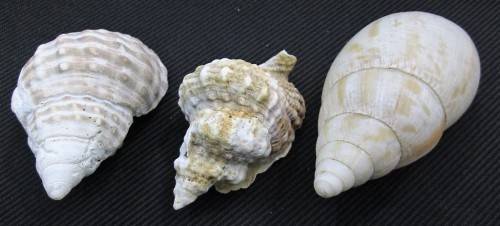 Lot of 5 Sea Shells: Biggest +/- 13,5cm/10cm/5cm, Smallest +/- 6,5cm/4cm/3,5cm