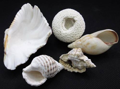 Lot of 5 Sea Shells: Biggest +/- 13,5cm/10cm/5cm, Smallest +/- 6,5cm/4cm/3,5cm