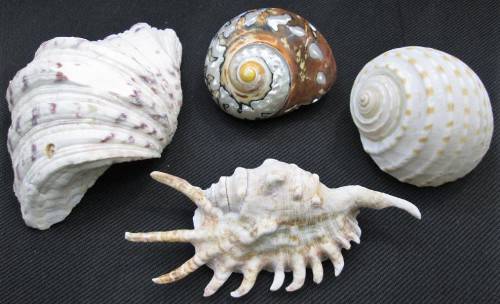Lot of 4 Sea Shells: Biggest +/- 14cm/10cm/4,5cm, Smallest +/- 7cm/7cm/4,5cm