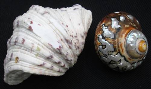 Lot of 4 Sea Shells: Biggest +/- 14cm/10cm/4,5cm, Smallest +/- 7cm/7cm/4,5cm