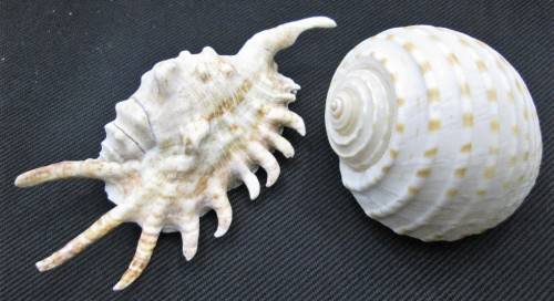 Lot of 4 Sea Shells: Biggest +/- 14cm/10cm/4,5cm, Smallest +/- 7cm/7cm/4,5cm