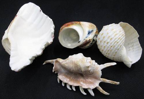 Lot of 4 Sea Shells: Biggest +/- 14cm/10cm/4,5cm, Smallest +/- 7cm/7cm/4,5cm
