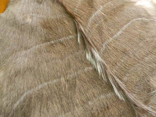 Beautiful Kudu Hide