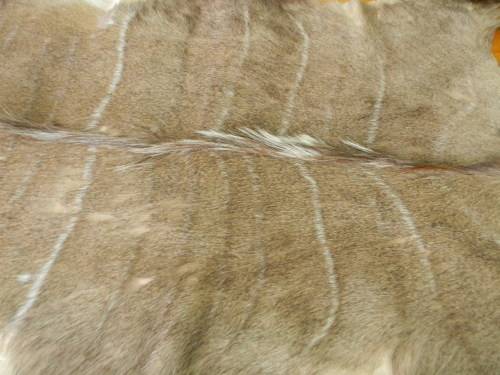 Beautiful Kudu Hide