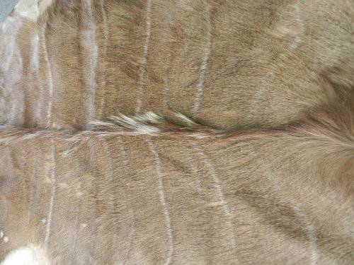 Beautiful Kudu Hide