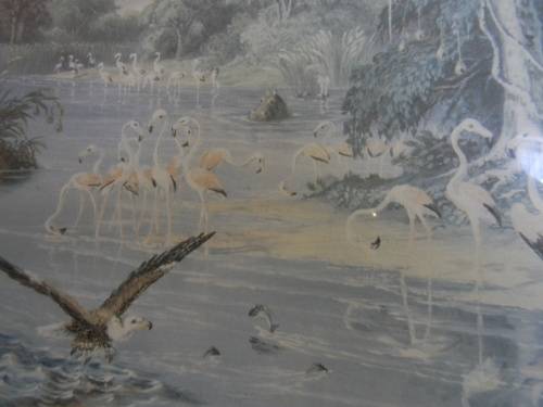 Thomas Baines Limited Edition Print