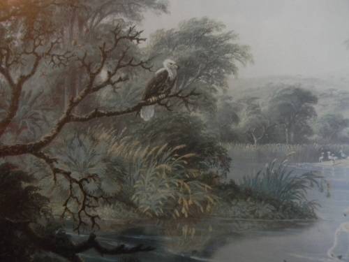 Thomas Baines Limited Edition Print